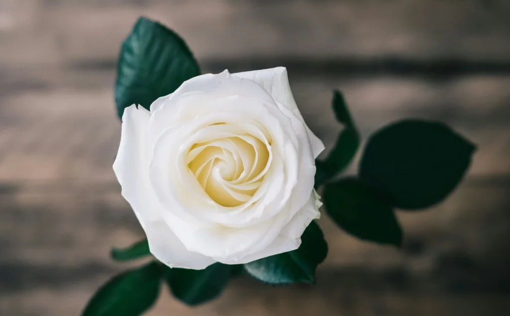 Gros plan sur une fleur de rose blanche aux pétales délicats.